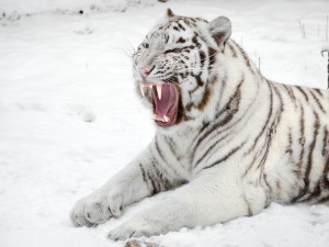 Tigre blanco en la nieve enseñando los colmillos