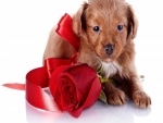 Un perrito y una rosa roja