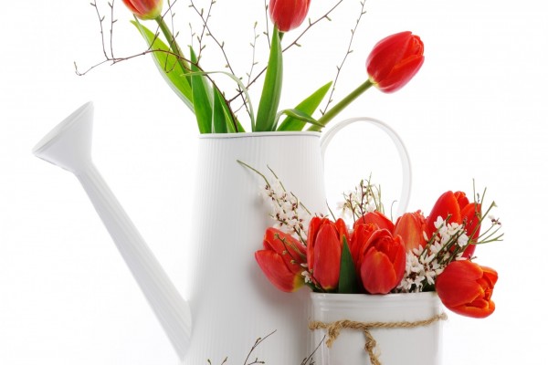 Tulipanes rojos en floreros blancos