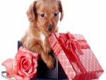 Perrito en una caja de regalos, junto a una rosa