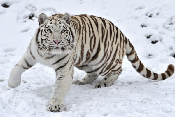 Un joven tigre blanco en la nieve