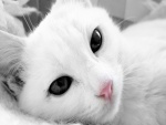 Gato blanco y ojos negros