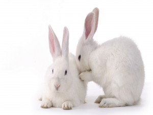 Dos conejos blancos