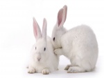 Dos conejos blancos