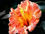 Gran flor de hibisco