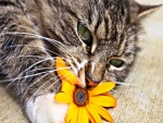 Gato oliendo una flor