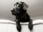 Perro negro sobre el sofá blanco