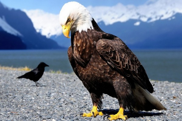 Águila sobre las piedras en compañía de un cuervo