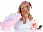 Caja rosa con un perro de regalo