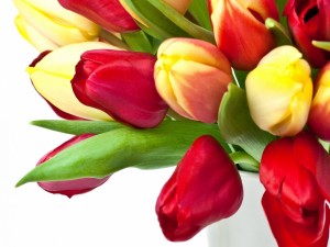 Postal: Ramo de tulipanes rojos y amarillos