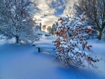 Árboles, casas y banco cubiertos con nieve