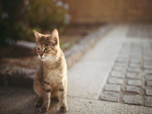 Postal: Bonito gato en la calle