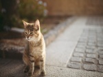 Bonito gato en la calle