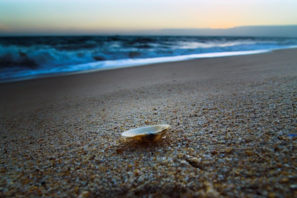 Una concha en la arena de la playa