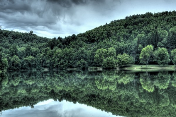 Árboles verdes reflejados en el lago