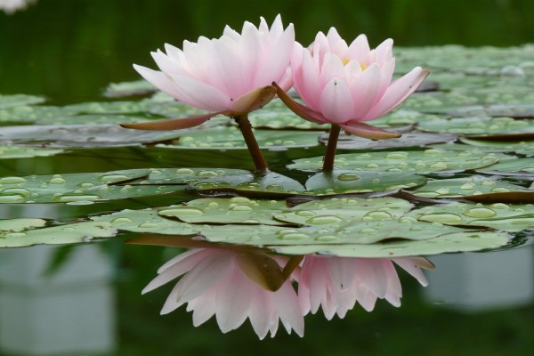Flores reflejadas en el agua