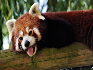 Panda rojo sacando la lengua