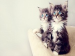 Dos preciosos gatos de ojos azules