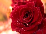Gotas de agua entre los pétalos de la rosa