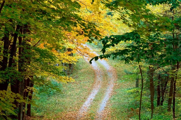 El camino del bosque en otoño