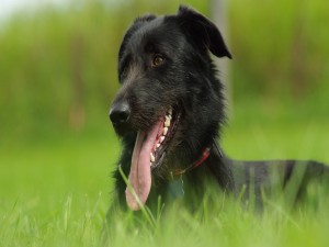 Perro negro en la hierba