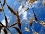 Espigas de trigo y el cielo