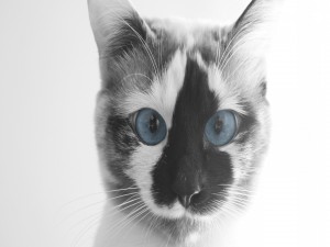 Postal: Gato con ojos azules y mancha negra y blanca en la cara