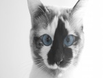 Gato con ojos azules y mancha negra y blanca en la cara
