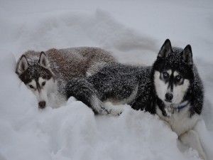 Perros tumbados en la nieve