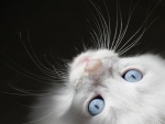 Gato mirando arriba con sus ojos azules
