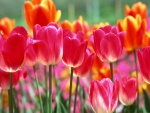 Tulipanes de colores plantados