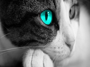 El ojo azul del gato