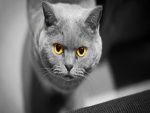 Los ojos amarillos de un gato