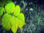 Rama con hojas verdes