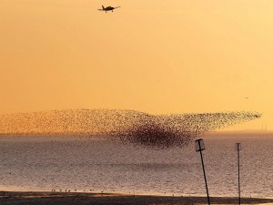 Nube de pájaros volando sobre la playa