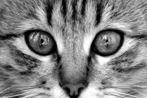 Los ojos y nariz del gato