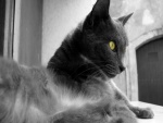 Gato en blanco y negro con los ojos amarillos