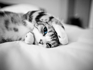 Foto en blanco y negro de un gatito