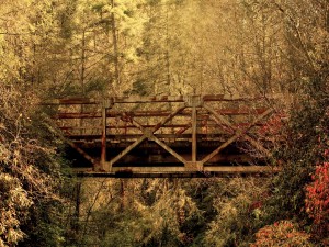 Puente entre árboles