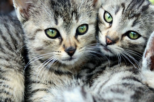 Dos gatos preciosos