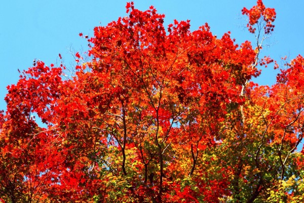 Gran árbol con hojas rojas