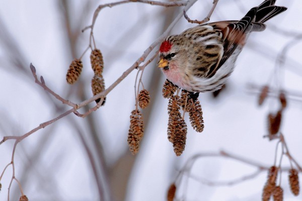 Pájaro con cabeza roja en la rama