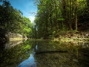 Río transparente en el bosque
