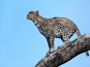 Leopardo en Tanzania (África)