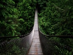Puente colgante entre árboles