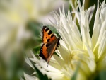 Mariposa acercándose a los pétalos de la flor