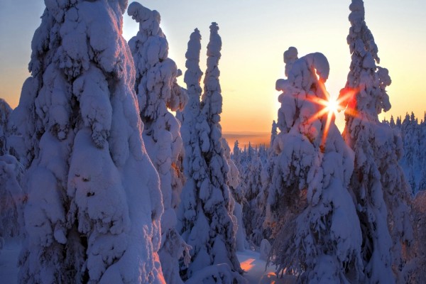 El sol entre los pinos nevados