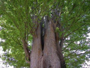 Un gran árbol