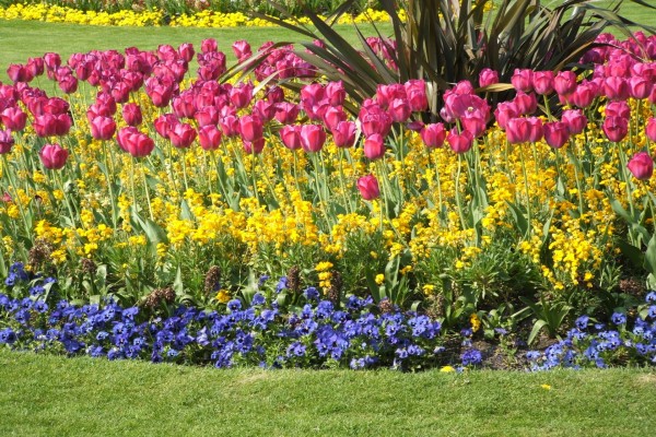 Tulipanes y otras flores decorando un jardín