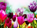 Tulipanes con bonitos colores
